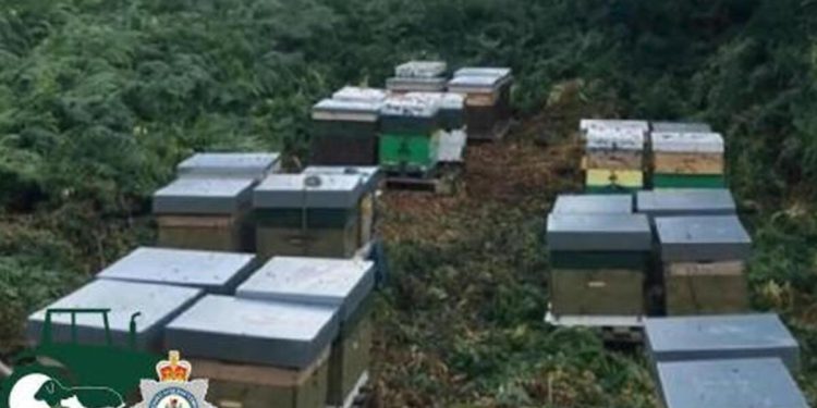 Galler polisi arı kovanı hırsızlarını arıyor