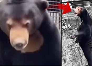 Hayvanat bahçesindeki imaj ortalığı karıştırdı: İnsan mı, ayı mı? Yetkililer açıklama yapmak zorunda kaldı…