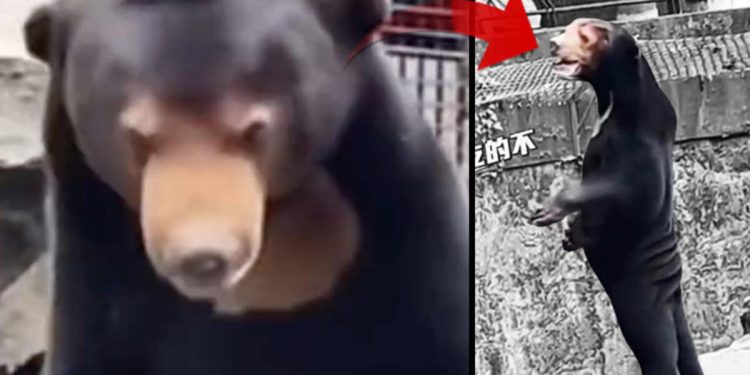 Hayvanat bahçesindeki imaj ortalığı karıştırdı: İnsan mı, ayı mı? Yetkililer açıklama yapmak zorunda kaldı…
