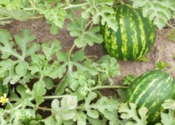 Karpuz güneşte soğur mu? İşte, bilimsel açıklaması!