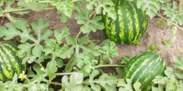 Karpuz güneşte soğur mu? İşte, bilimsel açıklaması!