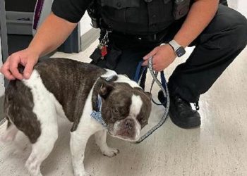 Köpeğini bebek otomobilinde terk edip uçağa bindi