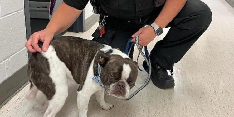 Köpeğini bebek otomobilinde terk edip uçağa bindi