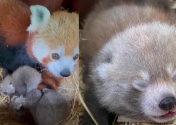 Kuşağı tükenmekte olan kızıl pandalarda ikiz sevinci