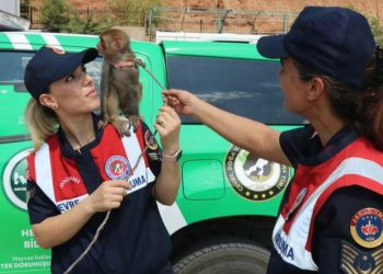 Örümcek Maymunu operasyonu… 26 bin lira cezası var! Denetim noktasında yakalandı