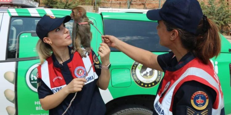 Örümcek Maymunu operasyonu… 26 bin lira cezası var! Denetim noktasında yakalandı