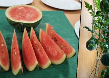 Rus bilim insanları Antarktika’da karpuz yetiştirdi