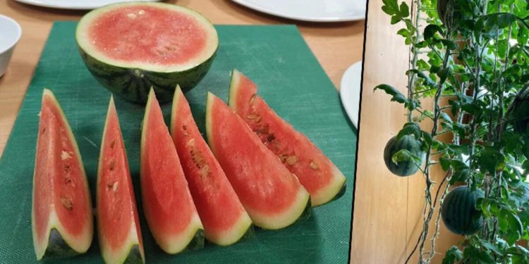 Rus bilim insanları Antarktika’da karpuz yetiştirdi