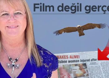 Sinema değil gerçek: Şahinin taşıdığı yılan gökten başına düştü! Evvel yılan, sonra şahin saldırdı…