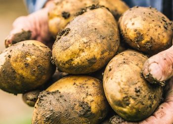 Sivas’ta rekor rekolte bekleniyor