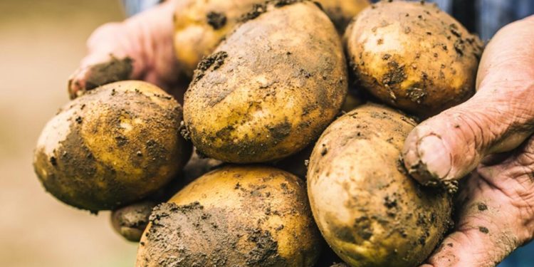 Sivas’ta rekor rekolte bekleniyor