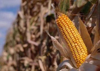 Son dakika haberi: Mısır alım fiyatı açıkladı