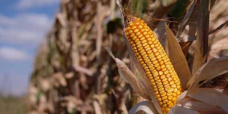 Son dakika haberi: Mısır alım fiyatı açıkladı