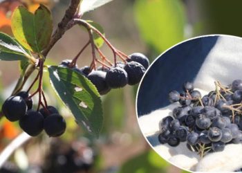 ‘Süper meyve’ hasadı başladı! Kilosu 250 TL’den satılıyor… Tek tek elle toplanıyor