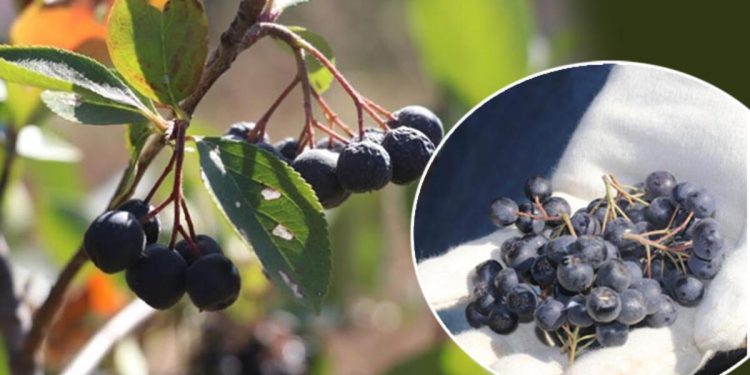 ‘Süper meyve’ hasadı başladı! Kilosu 250 TL’den satılıyor… Tek tek elle toplanıyor