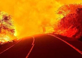 Tenerife orman yangınları devam ediyor: 13 bin kişi tahliye edildi