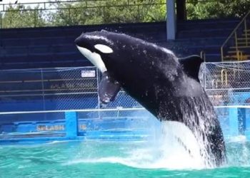 Toki, özgür kalacakken hayata veda etti