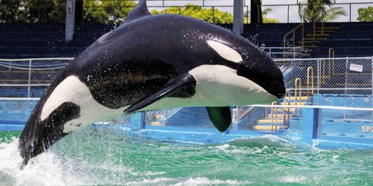 Toki özgürlüğüne kavuşamadan öldü