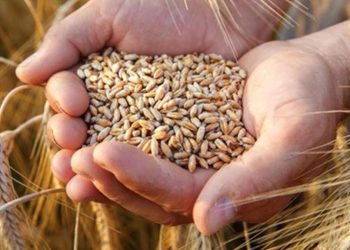 Ukrayna tahıl ihracatı için Hırvatistan ile anlaştı!