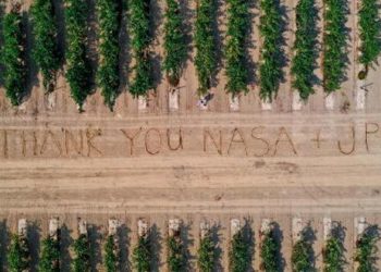 Üzüm bağlarındaki hastalık için NASA devreye girdi