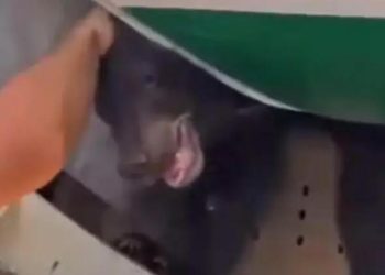 Yolcu uçağında ‘ayı’ paniği! Kafesinden kaçınca ortalık karıştı…