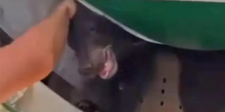 Yolcu uçağında ‘ayı’ paniği! Kafesinden kaçınca ortalık karıştı…