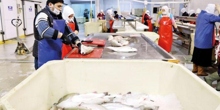 103 ülkeye Türk somonu