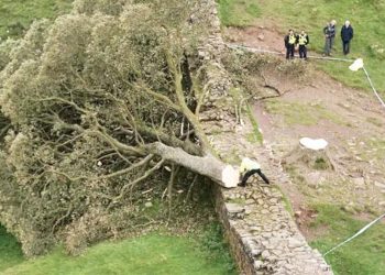 16’lık genç 200 yıllık ağacı kesti