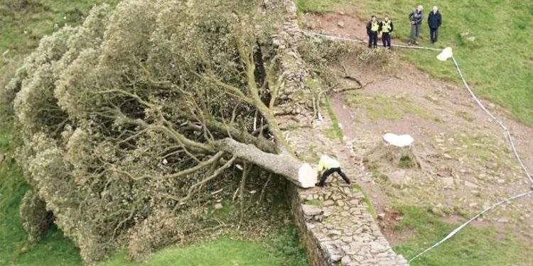 16’lık genç 200 yıllık ağacı kesti