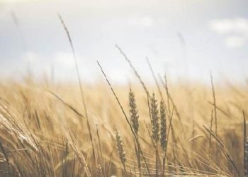 3 ülke Ukrayna tahıl ihracatı yasağını uzatıyor