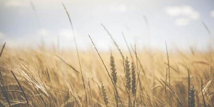 3 ülke Ukrayna tahıl ihracatı yasağını uzatıyor