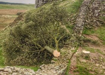 300 yıllık ağacı kesti, gözaltına alındı!
