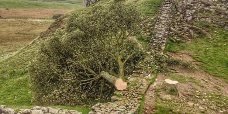 300 yıllık ağacı kesti, gözaltına alındı!