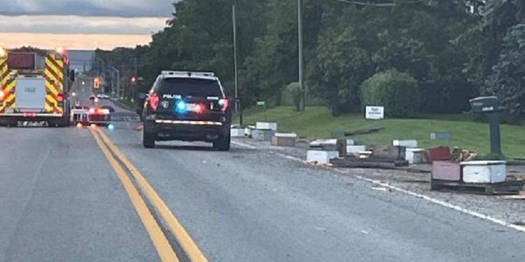 5 milyon arıyı taşıyan kamyon kaza yaptı, arılar özgür kaldı