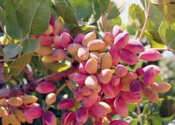 Antep fıstığı depolarda bedel kazanıyor