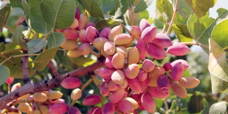 Antep fıstığı depolarda bedel kazanıyor