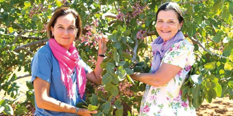 Antep fıstığında ‘yok yılı’nı bitirdi