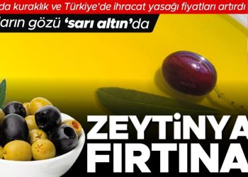 Avrupa’da kuraklık ve Türkiye’de ihracat yasağı fiyatları artırdı hırsızların gözü ‘sıvı altın’da: Zeytinyağı fırtınası