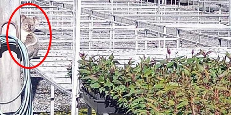 Avustralya’nın aradığı hırsız koala çıktı!