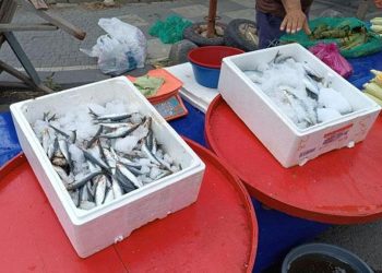 Balık fiyatları düşüşe geçti