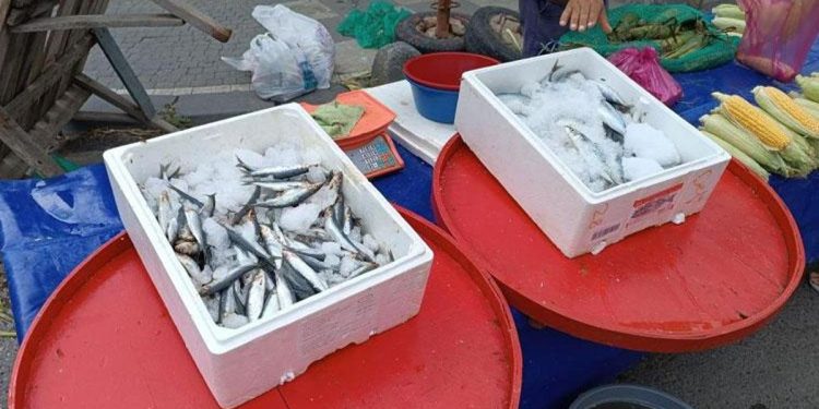 Balık fiyatları düşüşe geçti