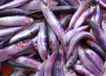 Balık tercih edilmeye başlandı