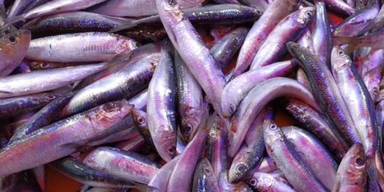 Balık tercih edilmeye başlandı