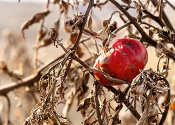 Besin krizinde 2050 uyarısı