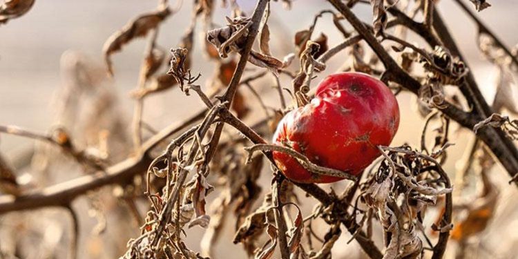 Besin krizinde 2050 uyarısı