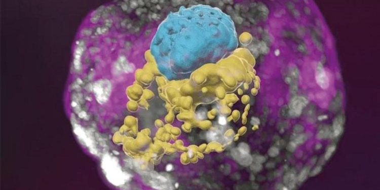 Biliminsanları yapay embriyo üretti