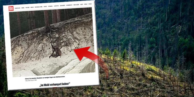 Birinci kere görüntülendi! Almanya dağlarında yaşayan gizemli kurt adam