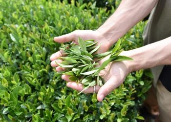 ÇAYKUR yaş çay ödemeleri ne vakit, ayın kaçında hesaplara geçecek? Tarih aşikâr oldu!