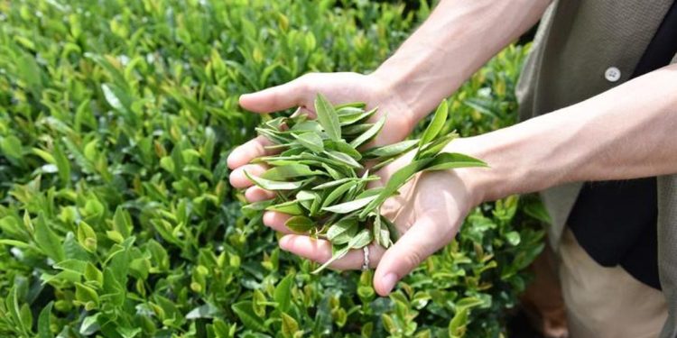 ÇAYKUR yaş çay ödemeleri ne vakit, ayın kaçında hesaplara geçecek? Tarih aşikâr oldu!