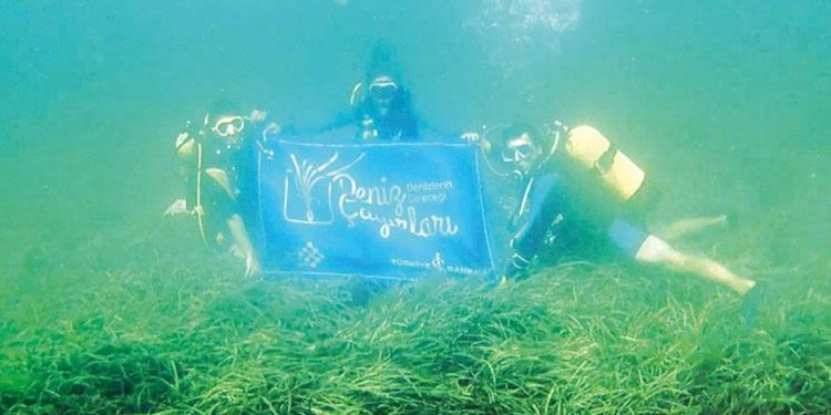 Deniz çayırlarına muhafaza kalkanı